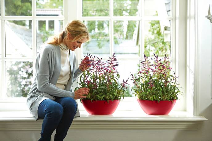 brussels diamond ovaal 36cm lovely red